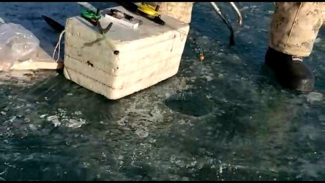 #КАПЧАГАЙ #АЛМАТЫ #Рыбалка зимняя Плотва сходит с ума ! #вобла смотреть онлайн