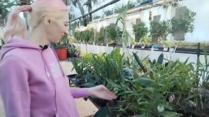 Новая оранжерея: орхидеи и ароидные, январь 2024 года.