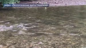 Горбуша пошла на нерест в сахалинские реки - август 2022