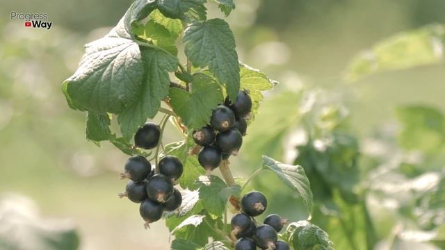 Дайте смородине это после сбора урожая! Ягода будет ещё вкусней! смотреть онлайн