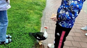 Сочи Парк отель утром и вечером