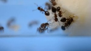 Муравьи Meranoplus bicolor. Пушистые муравьи. Посылка. Распаковка. Браслет.