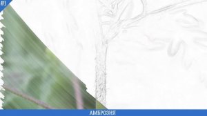 АМБРОЗИЯ КАК ВЫГЛЯДИТ | АМБРОЗИЯ РАСТЕНИЕ ВЫЗЫВАЮЩЕЕ АЛЛЕРГИЮ – ЗНАЙ, КАК ВЫГЛЯДИТ ОПАСНОСТЬ!