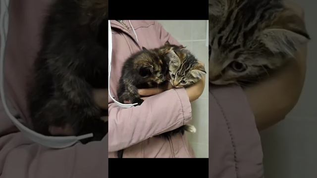 Спасаю животных (дома 40+) СБ  5336 6901 6946 5830 #кошки #спасение #дача #animalrecueed #спб