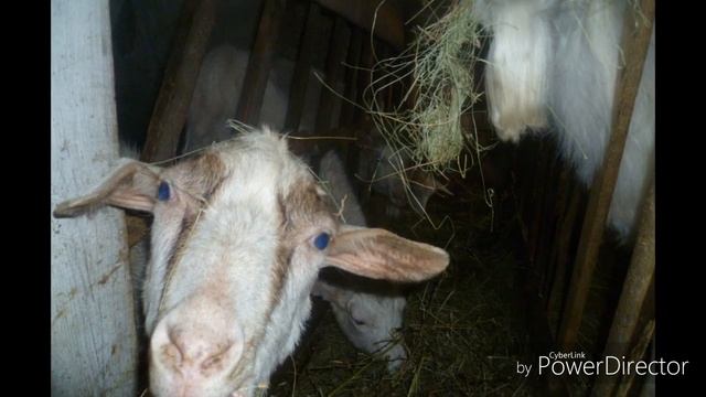 ЛУЧШАЯ КОРМУШКА ДЛЯ КОЗ И ОВЕЦ смотреть онлайн