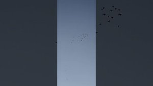 Не выдержала душа поэта😉