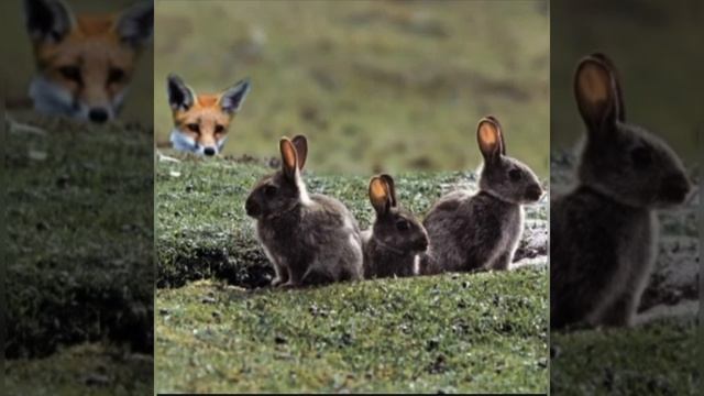 Дистанционное занятие по теме Дикие животные. Воспитатели: Галашева И.В. и Голубева Е.М. смотреть онлайн