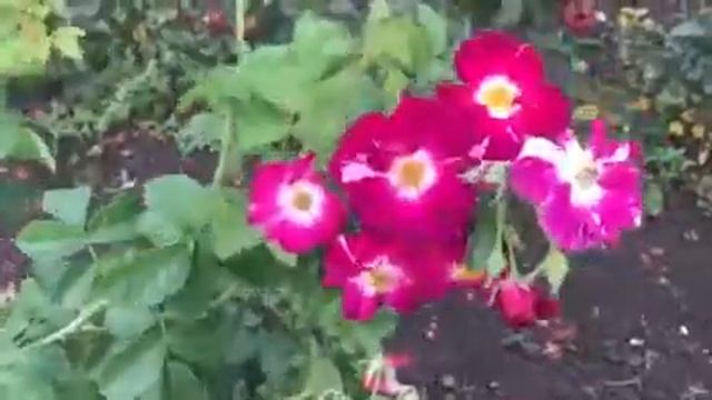 ОХ, ВАУ/Пёрпл Сплеш смотреть онлайн