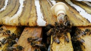 Замена матки в семье и отводке   одним способом