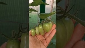Томат Гейша F1. Теплица. Средний Урал.