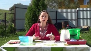 Как обработать и проверить семена моркови перед посевом