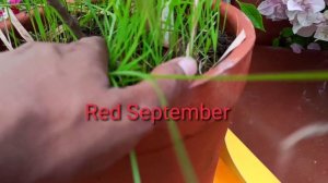 Bougainvillea Kristina|Bougainvillea ID |Episode 2