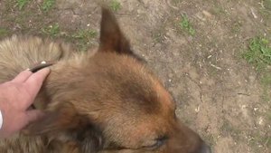 Клещ он и в Африке клещ,не про пчел.