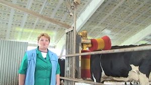 Если корову почесать, она даст больше молока
