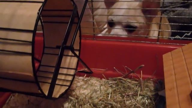 из жизни хомок - Муха и её телевизор))) смотреть онлайн