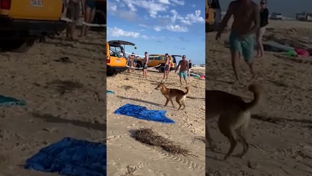 El momento en que un dingo ataca una turista en una playa y la muerde. No es el único caso