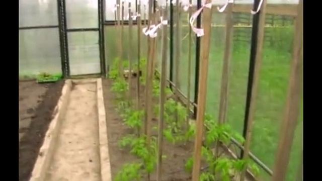 Кастинг на лучший сорт помидор для теплиц (ч.1) смотреть онлайн