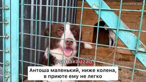 Маленького Антошу хозяева выбросили на улицу, так он попал в приют «Щербинка». Проект Собака Юзао