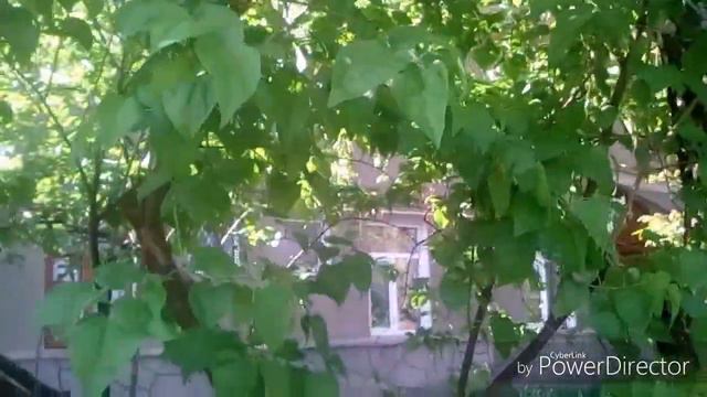 У нас красота цветы вокруг