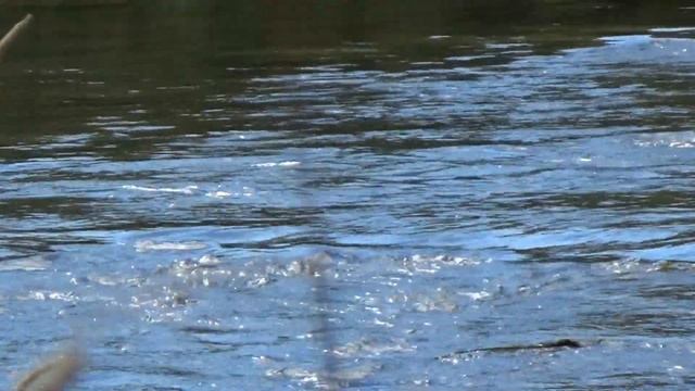 Фотоохота на выдру смотреть онлайн