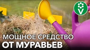ВЫГНАЛА МУРАВЬЕВ ИЗ ТЕПЛИЦЫ БЕЗ ХИМИИ! 2 органических и действительно работающих способа