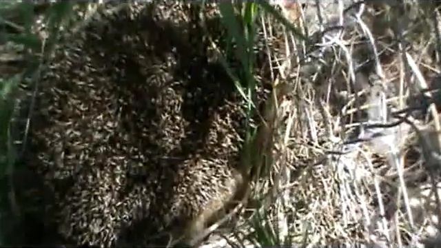 Джек Рассел, ёжик и лягушка смотреть онлайн