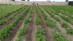 Окучивание и прополка картошки. Фильм о том, как мы акучником картошку пололи. 2020 г