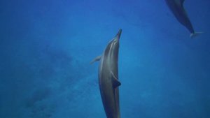 Дельфинотерапия Dolphins Звуки моря и дельфинов Исцеляющие звуки дельфинов