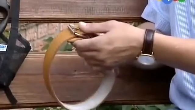 Как выбрать ошейник для собаки