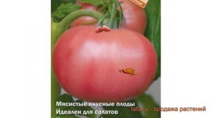 Томат обыкновенный Летний румянец ? обзор: как сажать, семена томата Летний румянец