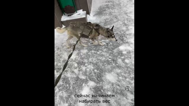 Вейри продожение