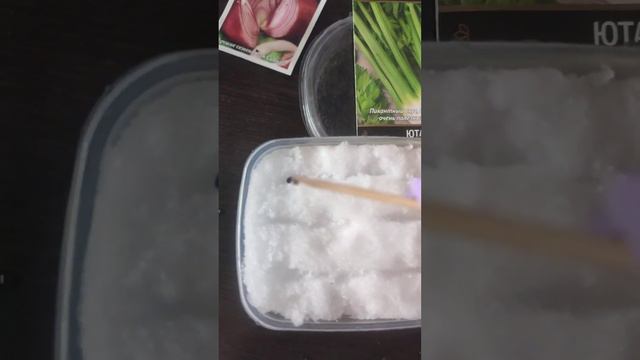 Посеяла лук на рассаду ЭКСИБИШЕН, ЯЛТИНСКИЙ, ПОРЕЙ и ЧЕРЕШКОВЫЙ СЕЛЬДЕРЕЙ смотреть онлайн