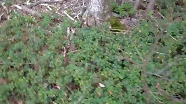 Rode bosbes Vaccinium vitis-idaea.wmv смотреть онлайн