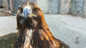 Беркут позирует на камеру