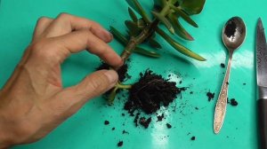 Денежное дерево  Размножение денежного дерева Деткой