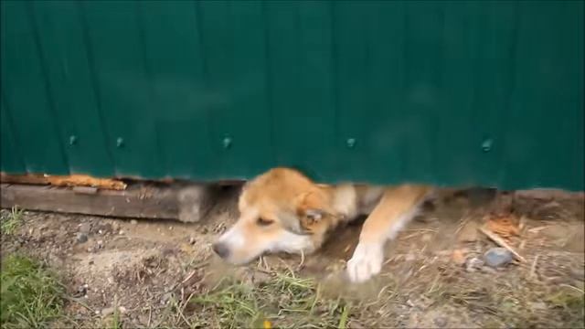 Рита пролезает под забором!!! смотреть онлайн