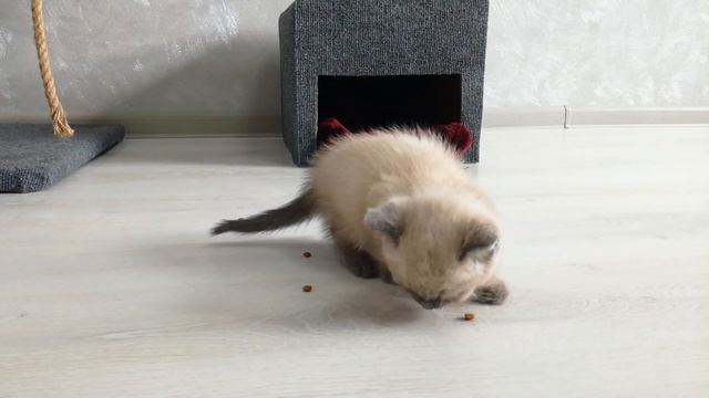 Как научить котёнка кушать сухой корм смотреть онлайн