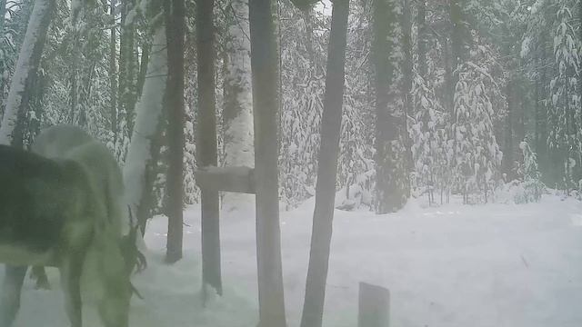Олени.