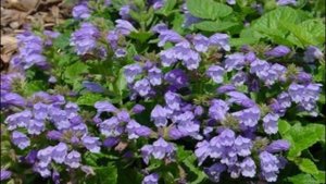 КЛУМБА из МНОГОЛЕТНИКОВ  с ХВОЙНЫМИ. Какие многолетники будут расти под хвойными деревьями.