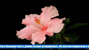 Почему гибискус – цветок смерти, и отчего сложилось такое мнение?