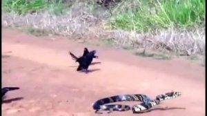 4 Ворона против гигантской змеи против птицы против королевской кобры против крокодила