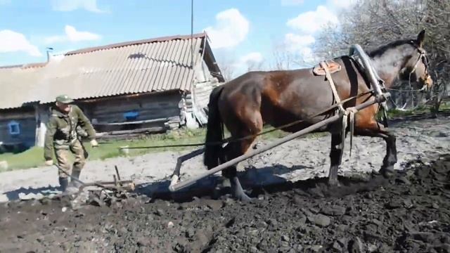 Посадка картофеля лошадью! Почти забытый способ посадки КАРТОШКИ! смотреть онлайн