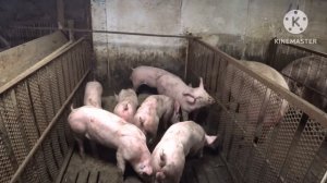 ‼️Откачка сектора на щелевых полах ‼️Переселение поросят??? ‼️