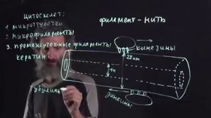 Цитология. Лекция 5. Микротрубочки. Окштейн И.Л.