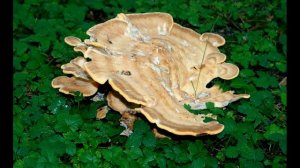 Meripilus giganteus