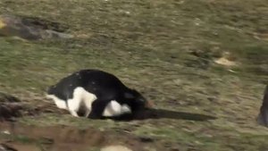 Выпуск №19 :: Ржака до Слез