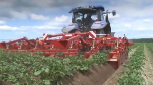 Какую картошку признали самой вкусной. Какой сорт выбрать