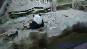 Панды в зоопарке Чианг Мая