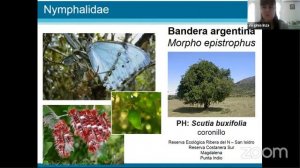 Jardines de atracción de mariposas en ambientes urbanos