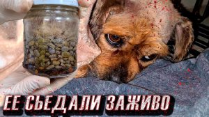 На собаке были тысячи клещей?, 5 дней она не ела. Спасение бедняги??